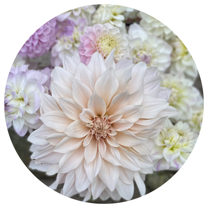 Evenemang för företag Hemma hos Linné dahliaodling dahlior dahlia
